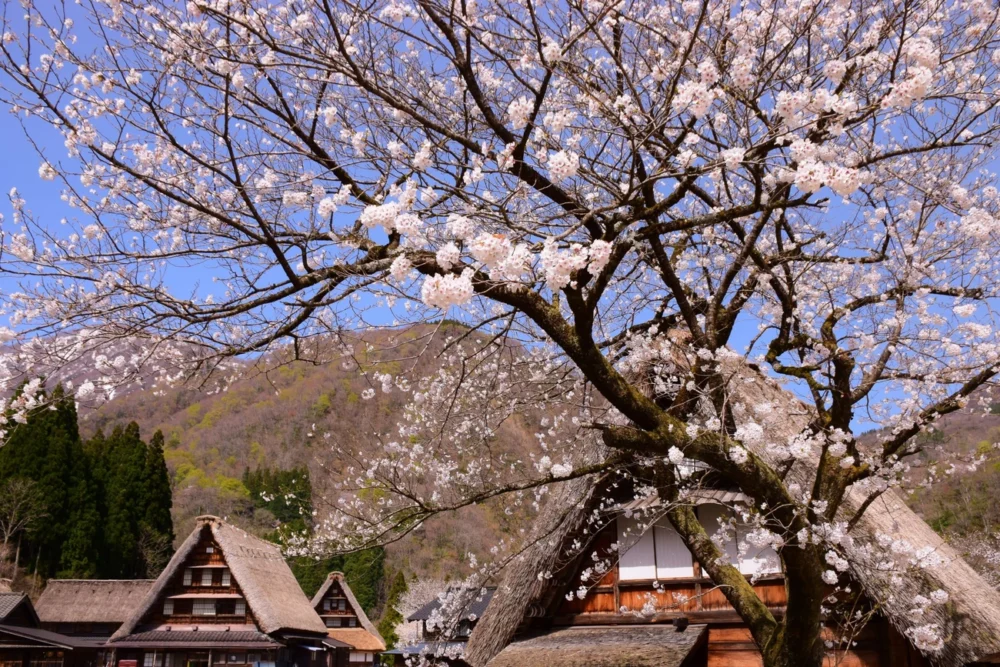 [Nanto City] World Cultural Heritage Mt. Goka Gassho-zukuri Village