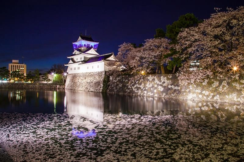 [Toyama City] Cherry blossoms at Castle Ruins Park