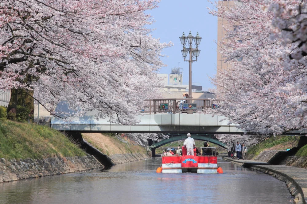 [Toyama City] Cherry blossoms in Matsukawa