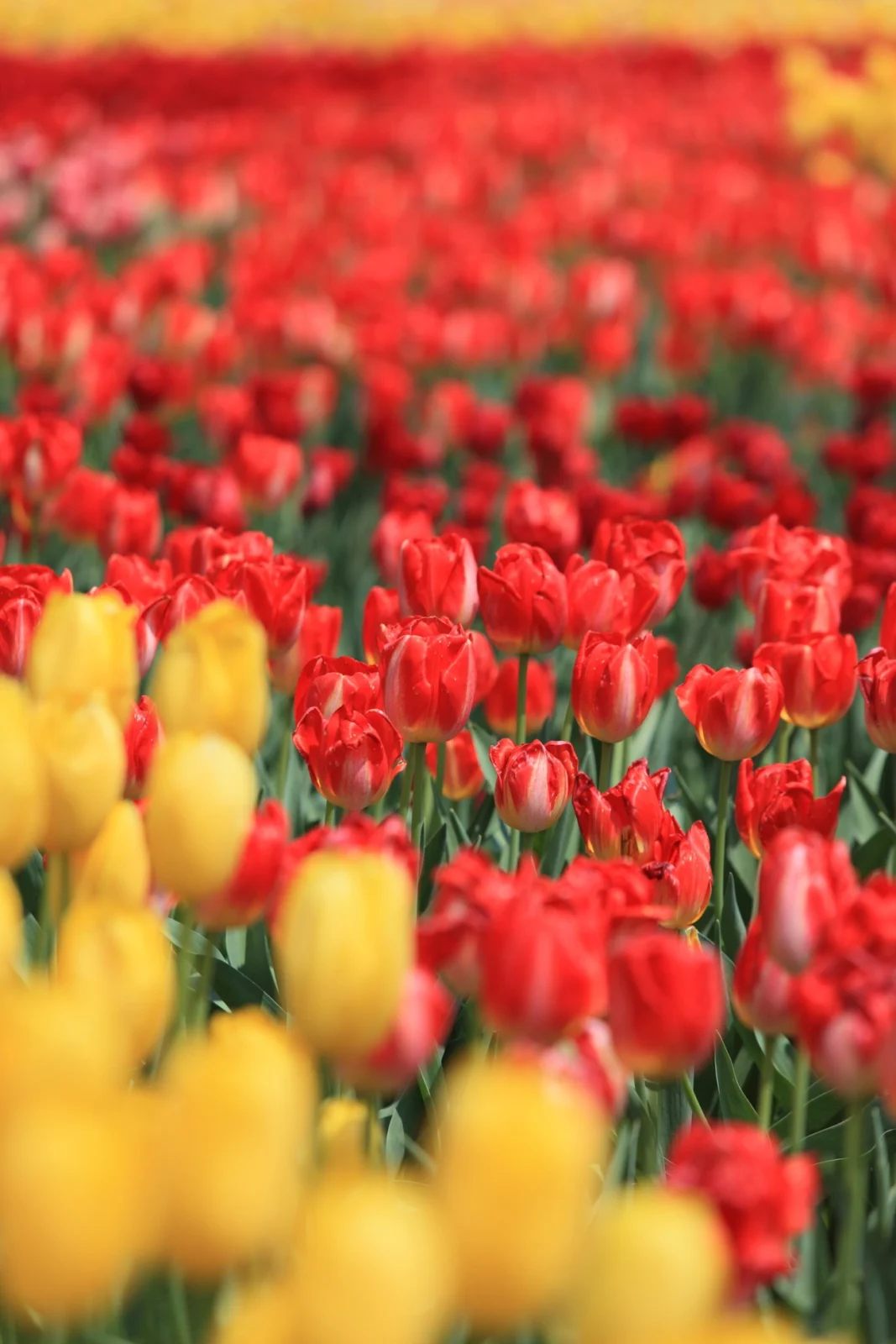 Sightseeing Information & Activities Top| Mercure Toyama Tonami Resort & Spa