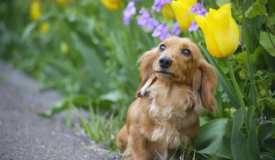 Photo Gallery Image| Mercure Toyama Tonami Resort & Spa